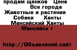 продам щенков › Цена ­ 15 000 - Все города Животные и растения » Собаки   . Ханты-Мансийский,Ханты-Мансийск г.